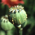 pavot opium