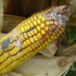 Aflatoxines