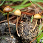 Champignons toxiques